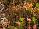 Cladonia macroceras-1.jpg